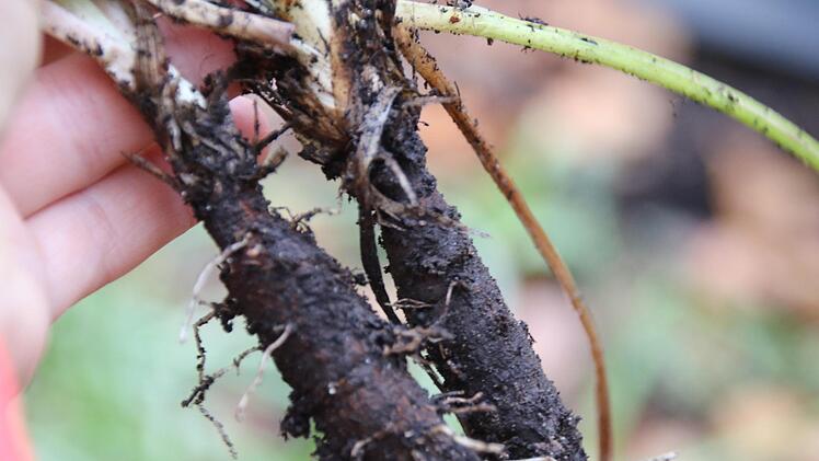 So sehen Schwarzwurzeln aus, wenn sie aus der Erde gezogen wurden. Foto: Rainer Lutz