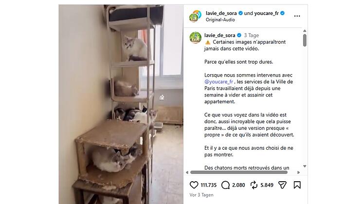 &Uuml;ber 75 Katzen in Pariser Wohnung entdeckt