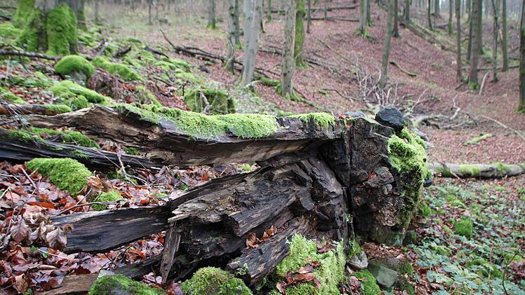 ... viel Totholz. Das ist besonders für die Artenvielfalt wichtig.