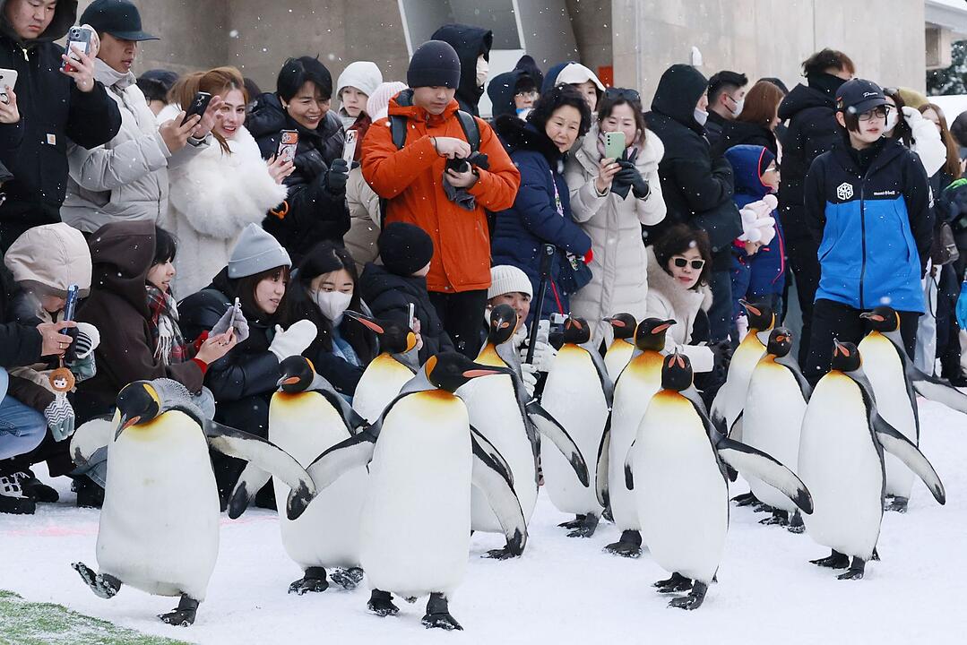 Pinguin-Parade im Hokkaido-Zoo