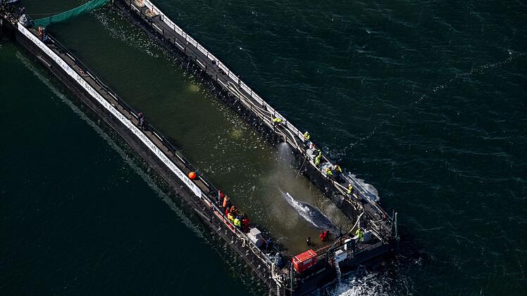 Weitere Entwicklung zum Buckelwal in der Ostsee