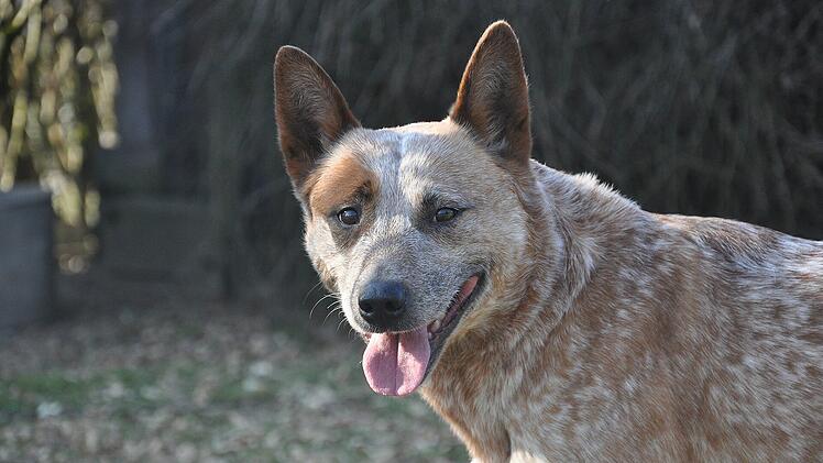 In den Australien Cattle Dog wurden australische Wildhunde, Dingos, eingezüchtet.