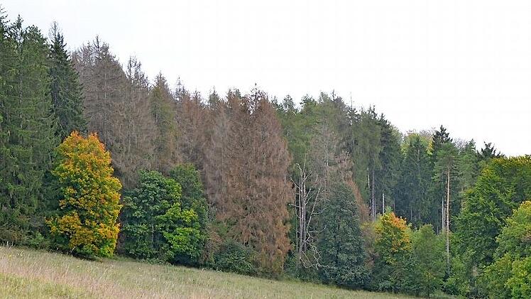 Schon von weitem sind die Fichten zu erkennen, die nach dem Käferbefall abgestorben sind. Von ihnen geht keine Gefahr mehr aus, der Käfer ist weitergezogen - in noch grüne Bäume in der Nähe.
