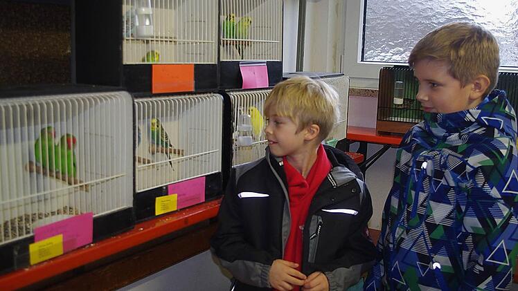 Noah und Kai (rechts) bestaunen die ausgestellten Prachtexemplare. Foto: Heike Schülein