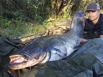 Einen  1,73 Meter großen Wels zog Max Müller  dem Obermain. Diese Fische nehmen  zahlenmäßig stark zu - und die Zahl der gefangenen Welse im Main steigt weiter an.  Timo Weidhaus