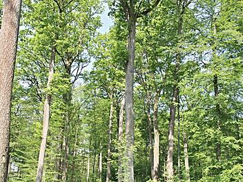 Der Forst auf der Höhe zwischen Rotenhan und Kurzewind, wo  Hermann von Rotenhan plant, einen Waldfriedhof zu errichten. Helmut Will