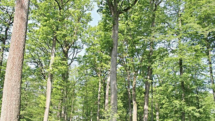 Der Forst auf der Höhe zwischen Rotenhan und Kurzewind, wo  Hermann von Rotenhan plant, einen Waldfriedhof zu errichten. Helmut Will