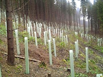 Durch Pflanzung mit Edellaubholz nach Schneebruchereignissen und Naturverjüngung konnten 2013 etwa 5 Hektar Waldumbauflächen angerechnet werden.  Foto: Matthias Ott