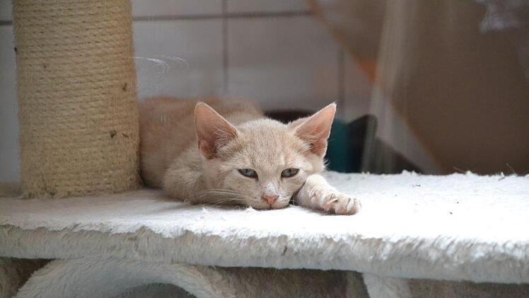 Viele süße Katzenbabys wachsen derzeit im Tierheim heran. Foto Uschi Prawitz