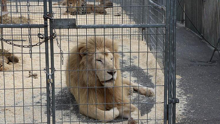 Löwe hinter Gittern. Foto: Barbara Herbst