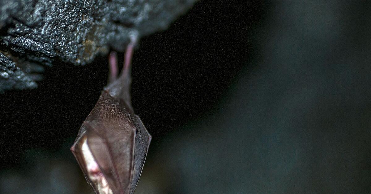 Rabies in bats in Haibach: First cases in the Aschaffenburg district