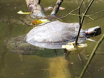 Die Wasserschildkröte, die seit Jahren im Weißfichtensee lebt, haben die Schmidts auf den Spitznamen Emma getauft. Foto: Eckehard Kiesewetter