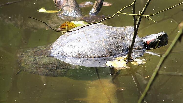Die Wasserschildkröte, die seit Jahren im Weißfichtensee lebt, haben die Schmidts auf den Spitznamen Emma getauft. Foto: Eckehard Kiesewetter