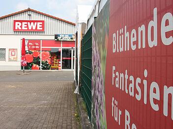 Ein Produkt blühender Fantasien waren die im Steinberger Rewe-Markt gefundenen Krabbeltiere zwar nicht, doch die hochgiftige "Brasilianische Wanderspinne" - auch "Bananenspinne" genannt - entpuppte sich letztlich als harmlose "Riesenkrabbenspinne". Foto: Marian Hamacher