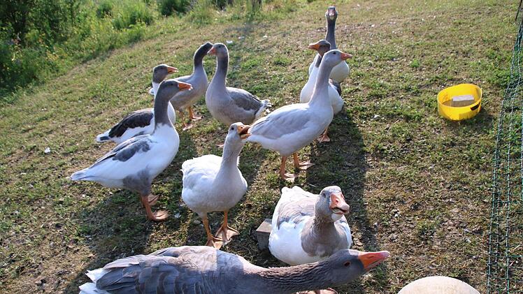 m Garten von Lothar Brochloß-Gerner gibt es viel zu entdecken. Seine Gänse, liebenswerte Tiere: Vorne die Eltern Gustav und Frieda, "die anderen heißen: erster Advent, zweiter Advent, erster Weihnachtsfeiertag, zweiter Weihnachtsfeiertag...", beantwortet Brochloß-Gerner die Frage des Reporters. Fotos: Andreas Lösch