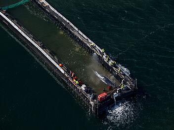 Weitere Entwicklung zum Buckelwal in der Ostsee