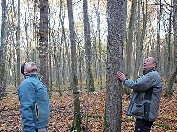 Revierleiter Gerhard Max (links) und Forstoberrat Bernhard Zürner haben im Naturwaldreservat eine seltene Elsbeere entdeckt.  Foto: Heike Beudert