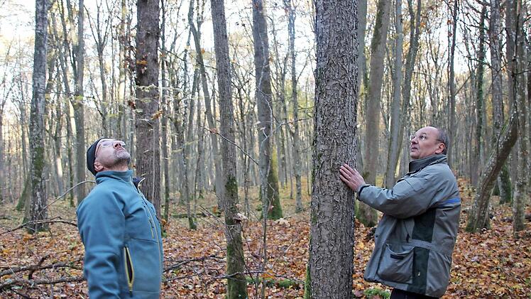 Revierleiter Gerhard Max (links) und Forstoberrat Bernhard Zürner haben im Naturwaldreservat eine seltene Elsbeere entdeckt.  Foto: Heike Beudert