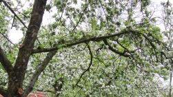 Weichert Obstgarten Foto: Alexandra Kemnitzer