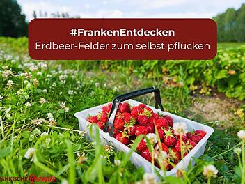 franken-entdecken_erdbeerfelder.jpg