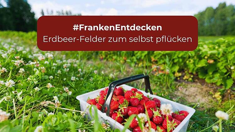 franken-entdecken_erdbeerfelder.jpg