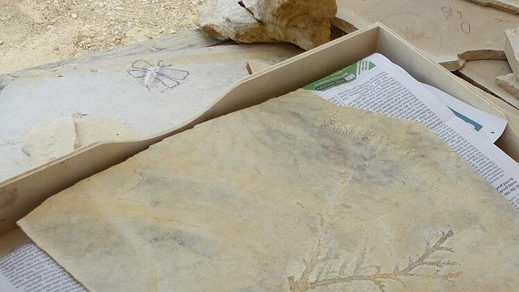 Schicht für Schicht werden die Kalkplatten abgetragen und auf Fossilien untersucht. Mäuser