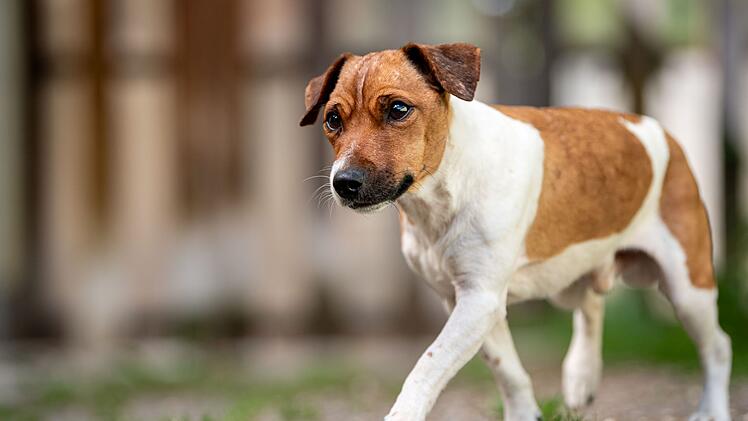 Tierheim Nürnberg: Hund Goofy wartet schon fast ein Jahr - hat "ein paar Besonderheiten"