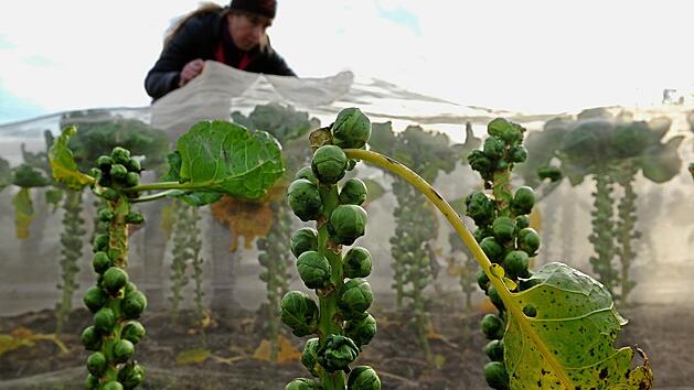 Rosenkohl ist jetzt auf dem Markt zu haben oder kann im eigenen Garten geerntet werden. Foto: Ingo Wagner/dpa