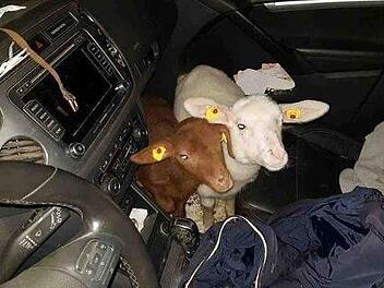 Eine Kontrolle der Polizei in Norddeutschland ergab kuriose Funde. In einem Wagen entdeckten die Beamten 15 Tiere. Foto: Polizeiinspektion Hamburg
