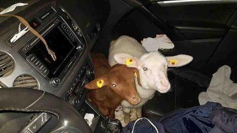 Eine Kontrolle der Polizei in Norddeutschland ergab kuriose Funde. In einem Wagen entdeckten die Beamten 15 Tiere. Foto: Polizeiinspektion Hamburg