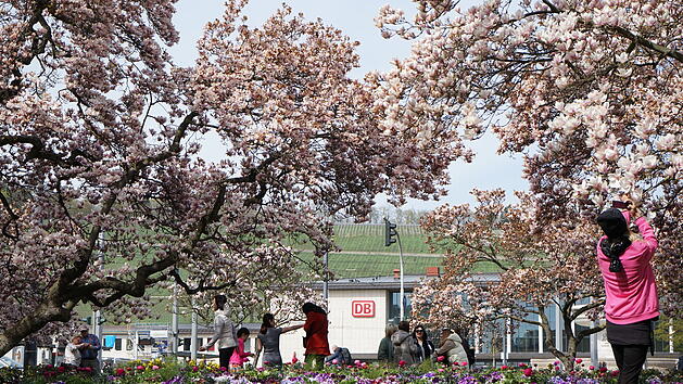 W&uuml;rzburg im Fr&uuml;hling: Bl&uuml;hende Magnolien im Kaiserg&auml;rtchen III