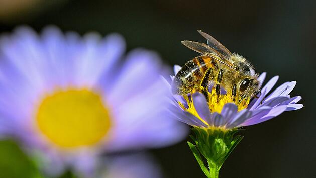 Ist Honig oft gar kein Honig? Neuer Test von Supermarkt-Eigenmarken mit erschreckendem Ergebnis