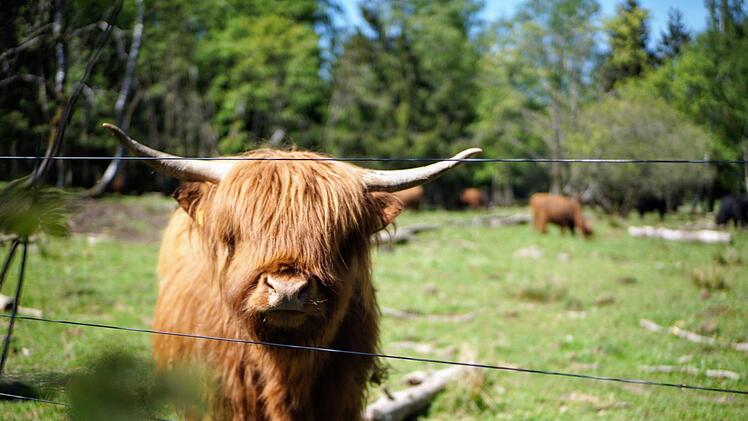Lächeln, bitte. Am höchsten Punkt des Rennsteigs grasen die Hochlandrinder. Foto: Bastian Sünkel