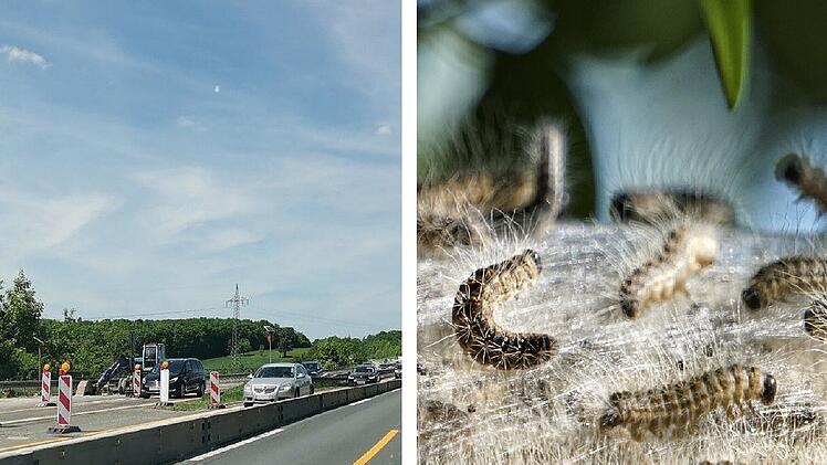 A73, A70, A9, A93: Fachfirma bek&auml;mpft Eichenprozessionsspinner an fr&auml;nkischen Autobahnen