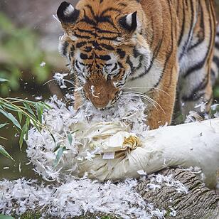 Tigerdame Katinka spielt Kissenschlacht im Tiergarten Nürnberg