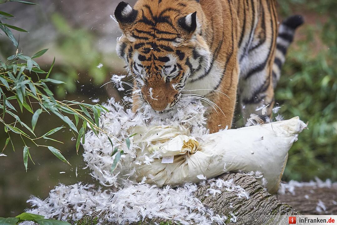 Tigerdame Katinka spielt Kissenschlacht im Tiergarten Nürnberg