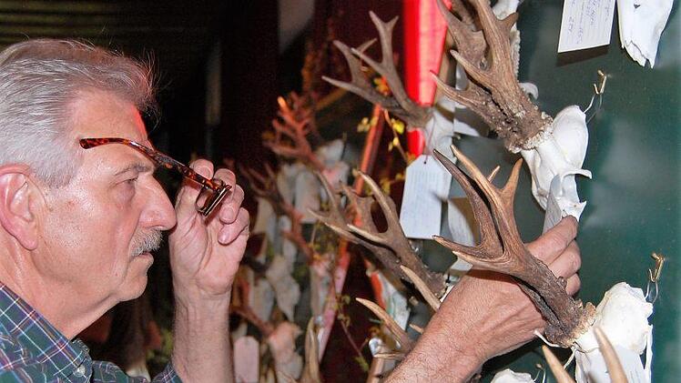 Ein Besucher betrachtet die Trophäen der öffentlichen Hegeschau. Sigismund von Dobschütz