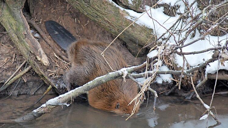 Da die Biber dämmerungsaktiv und scheu sind, sind sie nicht leicht zu fotografieren. Claus Haubensack von der Unteren Naturschutzbehörde gelang dieser Schnappschuss des Bibers auf seinem Weg in das Wasser.