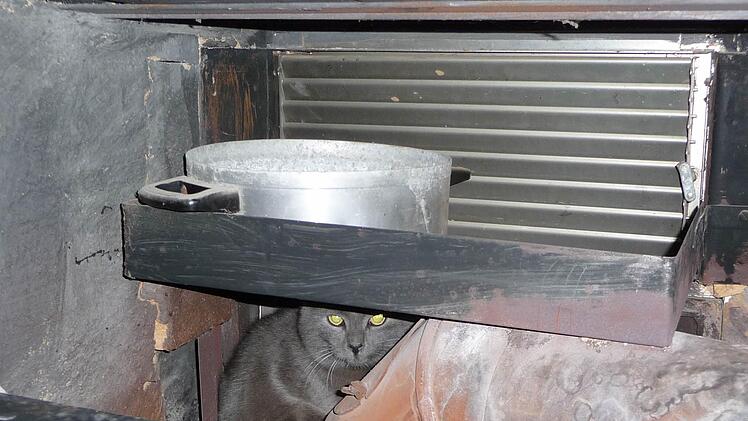 Katerchen Artos war, als er in die Pflege zu Renate Rottmann kam, erst einmal eine Weile unsichtbar. Mehr aus Zufall kam sie darauf, dass der Bursche sich im kalten Kaminofen ein Plätzchen gesucht hatte. Foto: Rottmann