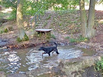 Ein Herz für Vier- und Zweibeiner: Extra für Hunde hat der Haßbergverein Königsberg am Queckbrünnlein bei Königsberg ein Hundebadebecken angelegt. Foto: Gerold Snater