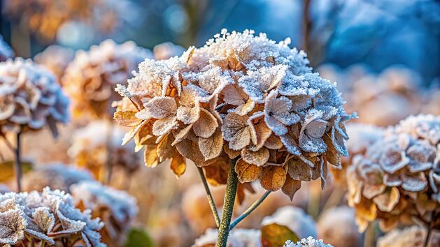 Hortensien im Winter, Hortensien, winterhart