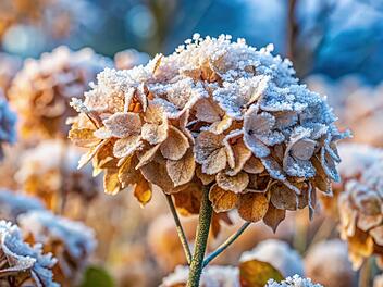 Hortensien im Winter, Hortensien, winterhart