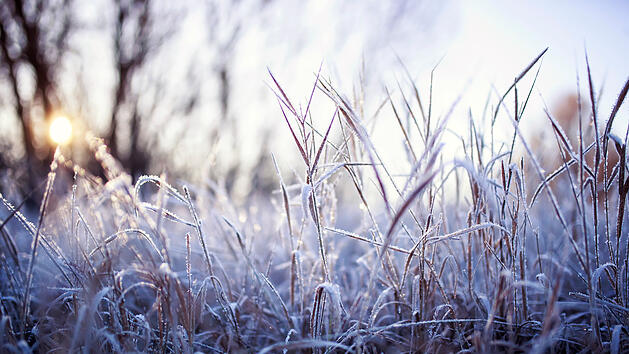 Frost, Kälte, Winter, Schnee, Wetter