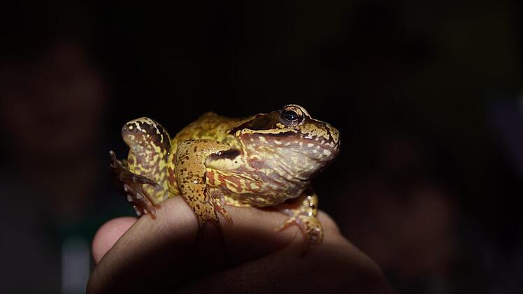 Dank leichten Regens waren auch andere Waldbewohner zu sehen, hier ein Grasfrosch.S. Weinbeer