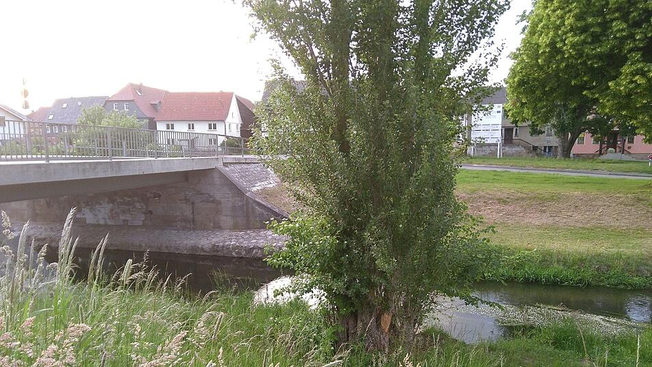 Eine Pappel am Ufer des Mühlbachs in Michelau, direkt neben der Kreisstraße, zeigt Fraßspuren des Bibers, der dort auch schon gesichtet wurde.  Foto: Ramona Popp