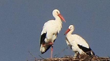Kontrollbesuch im Sommerquartier: Die Meschenbacher St&ouml;rche sind nicht jede Nacht auf dem Schlot am "Br&auml;ust&uuml;bla" zu finden. Sie ziehen auf Futtersuche durch die Gegend und schlafen manchmal auch ausw&auml;rts.