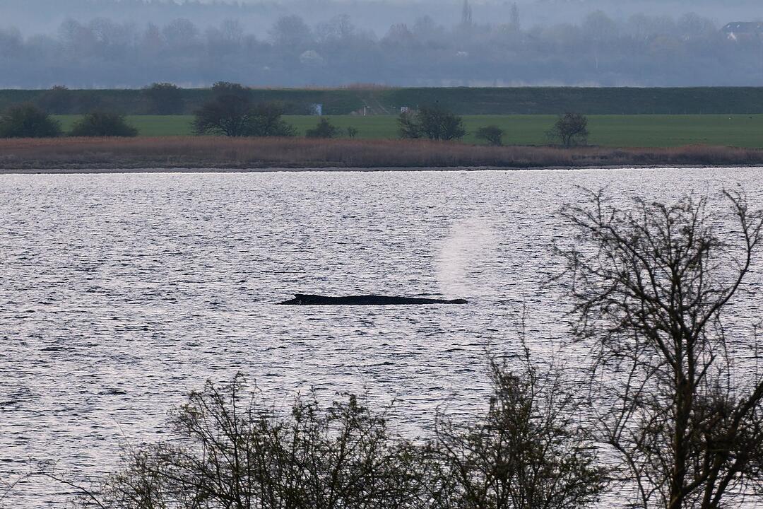 Buckelwal liegt weiter in Wismarer Bucht