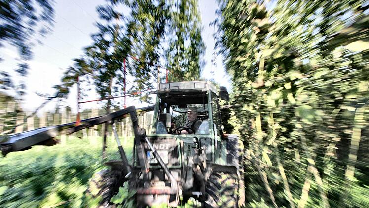 Bling, bling, klingen die Stahldrähte, während der Traktor mit dem scharfen Schneidwerkzeug durch die Hopfenreihen ackert.