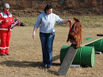 H24 Huind unterzogen sich dem Eignungstest für Rettungshunde. Dieser Irische Setter absolviert seine Aufgaben hervorragend. Foto: Günther Straub