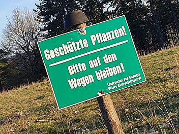 Das Wegegebot zur Blüte der Frühlings-Adonisröschen im Naturschutzgebiet am Sodenberg wird oft missachtet.